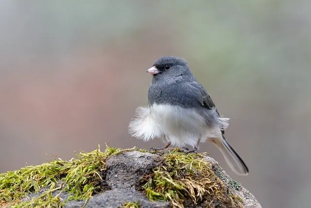 Free Junco Wind photo and picture