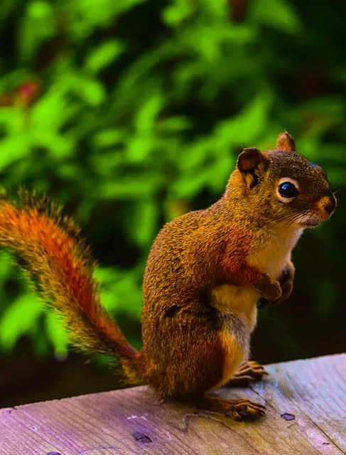 Free Squirrel Lock Screen Wallpaper photo and picture