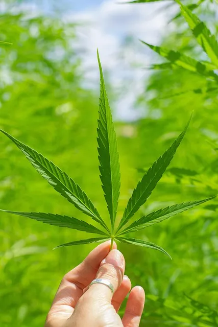 Free Cbd Mobile Wallpaper 4K photo and picture