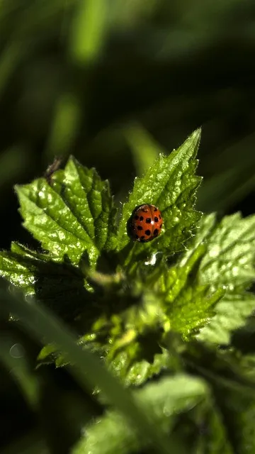 Free Ladybug Beautiful Wallpaper photo and picture
