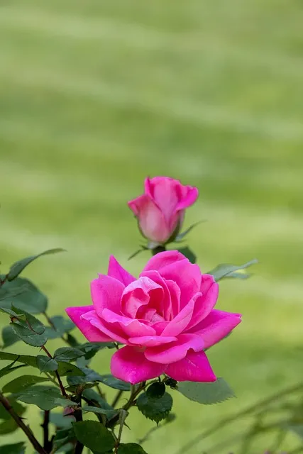 Free Wallpaper Flowers photo and picture