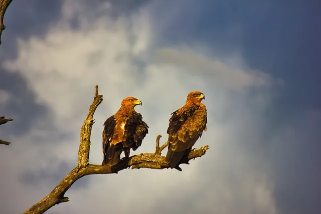 Free Eagle Bird photo and picture