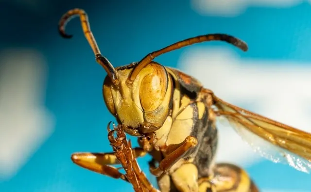 Free Wasp Insect photo and picture