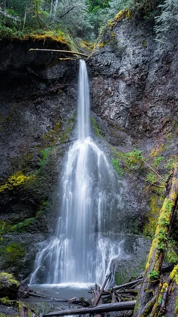 Free Waterfall Forest photo and picture