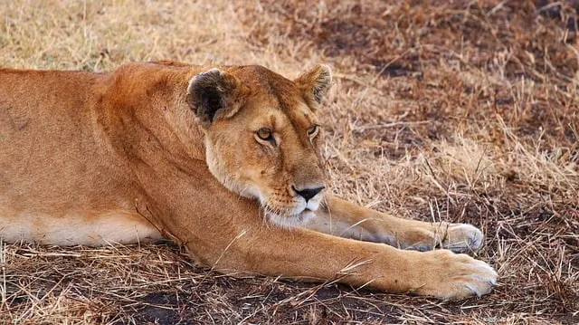 Free Lion Nature photo and picture