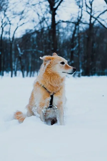 Free Dog Pet photo and picture