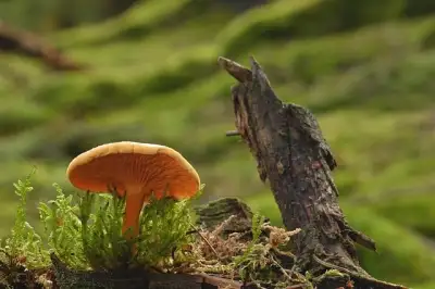 Free Mushroom Forest photo and picture