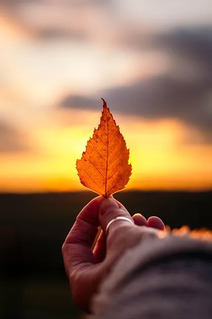Free Leaf Hand photo and picture