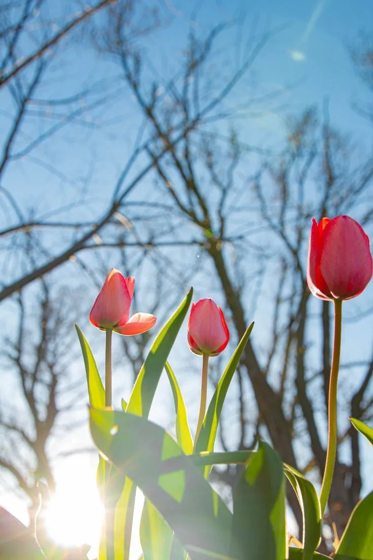 three pink tulips are growing in the sun on a sunny day with bare trees behind them