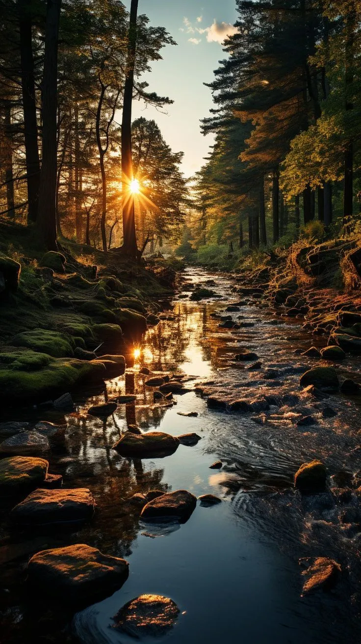 the sun shines brightly through the trees above a stream in a forest filled with rocks