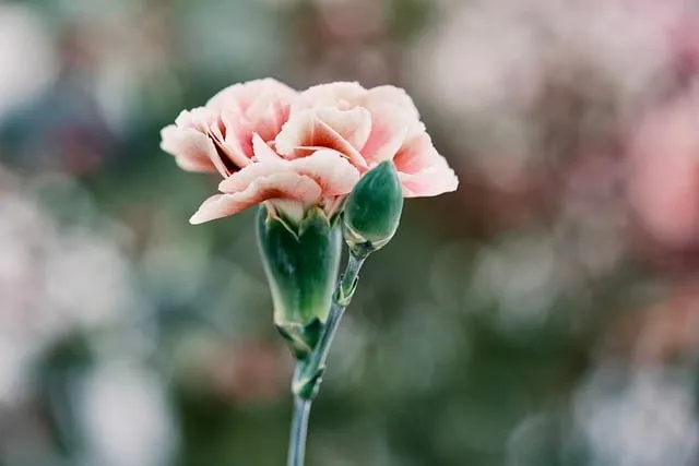 Free Carnation Nature photo and picture