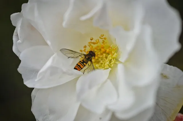 Free Hoverfly Rose photo and picture