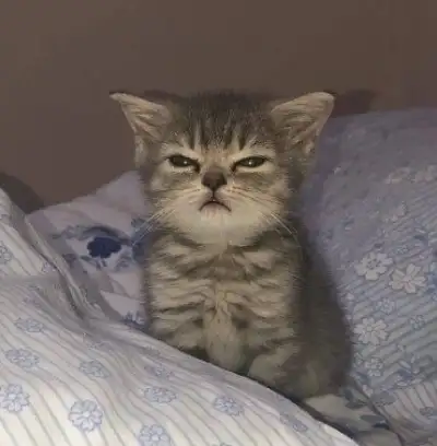 24 Funny Furry Felines For A Purrfect Dose Of Midweek Cat Cuteness