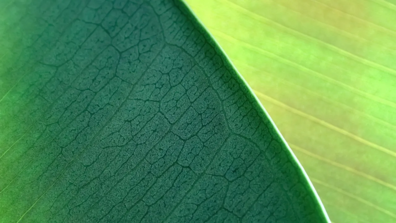 OS X Mountain Lion, Green leaf, Plant Leaves, Macro, Mac OS X, Stock, 5K