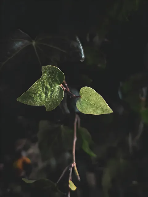 Free Garden Ground photo and picture