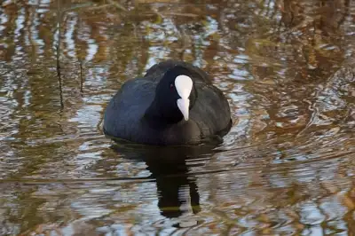 Free Coot Water Birds photo and picture