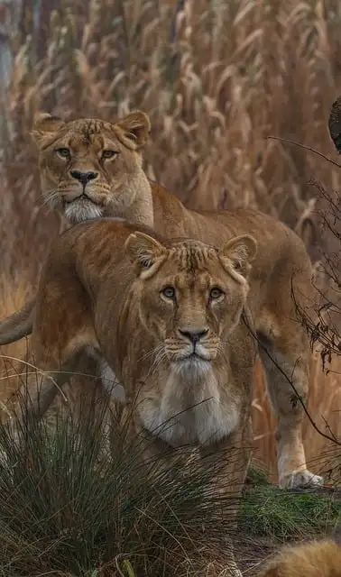 Free Lion Nature photo and picture