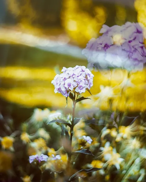 Free Flowers Flower Wallpaper photo and picture