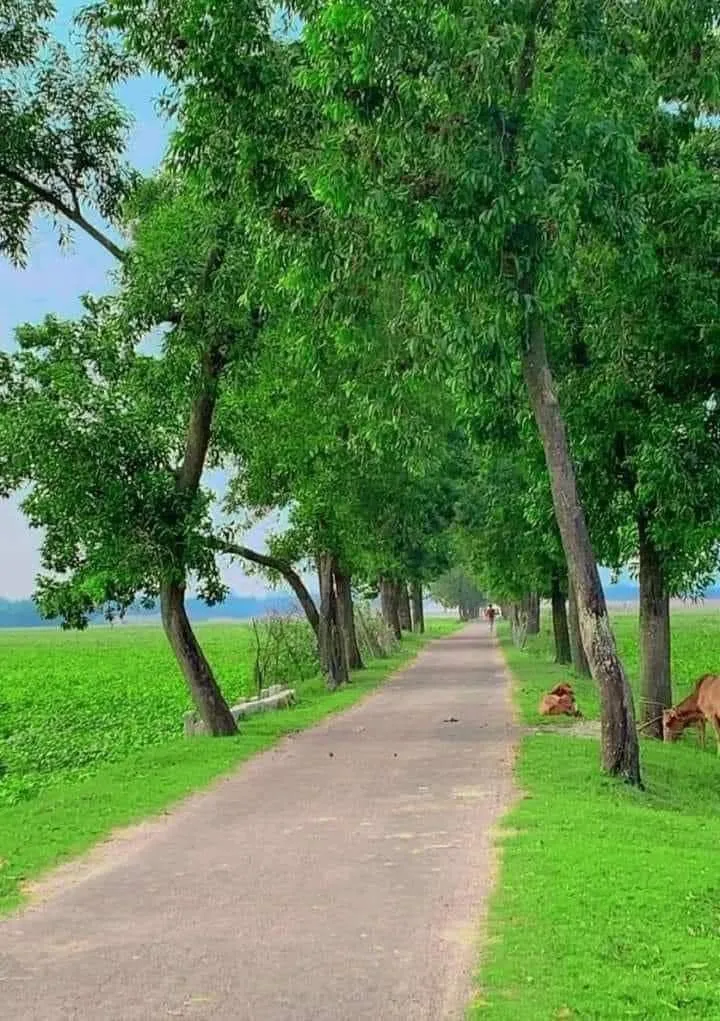 two cows laying down on the side of a dirt road next to trees and grass