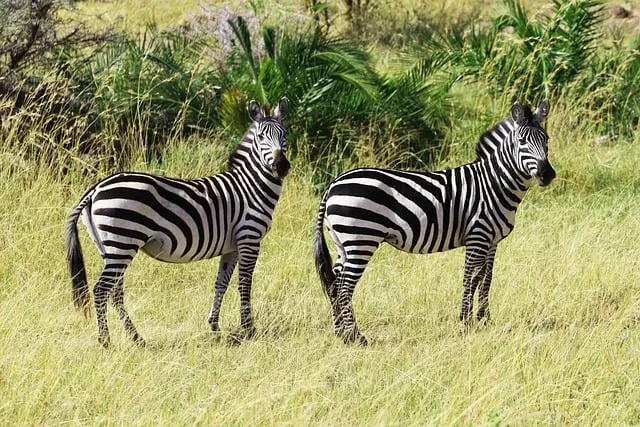 Free Africa Kenya photo and picture