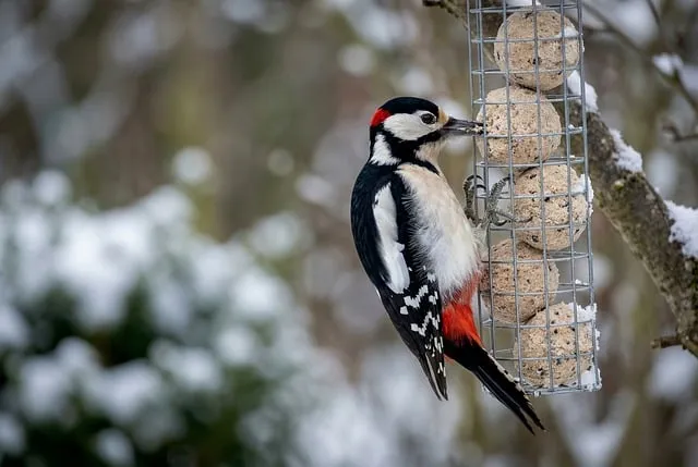 Free Woodpecker Great Spotted Woodpecker photo and picture