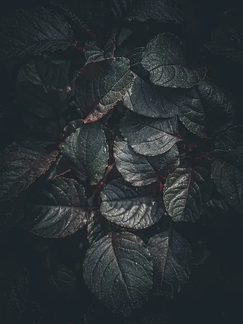 Free Tree Leaves photo and picture