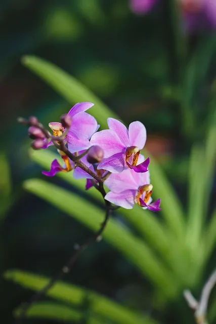 Free Natural Pure photo and picture