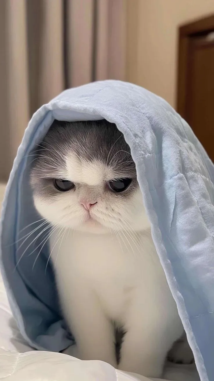 a grey and white cat sitting on top of a bed covered in a blue blanket