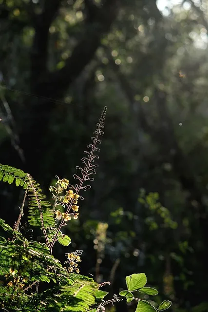 Free Kerala India photo and picture