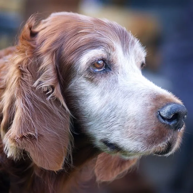 Free Irish Setter Dog photo and picture