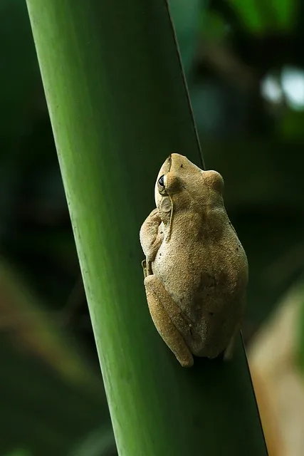 Free Scaphiopus Holbrookii Toad photo and picture