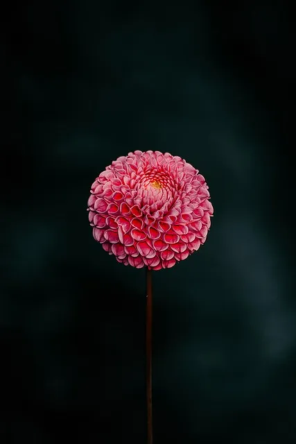 Free Flower Flower Background photo and picture