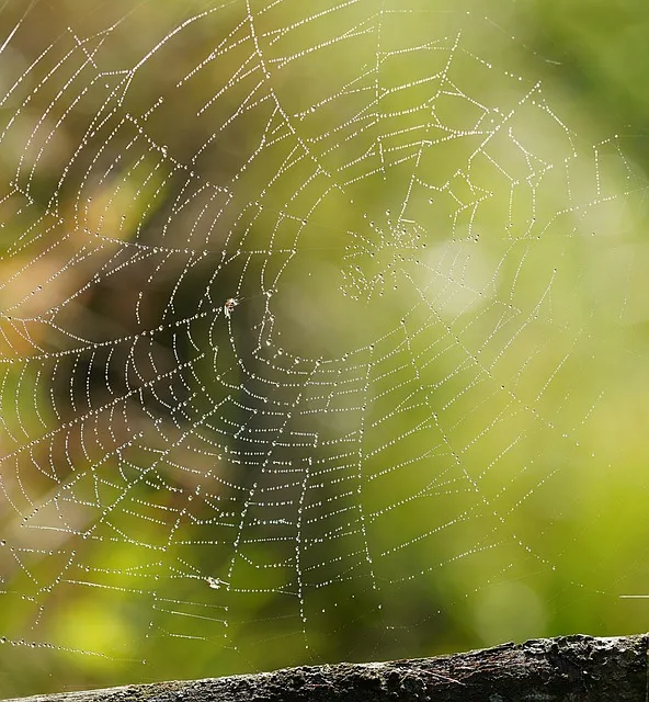 Free Spider Web Phone Wallpaper photo and picture