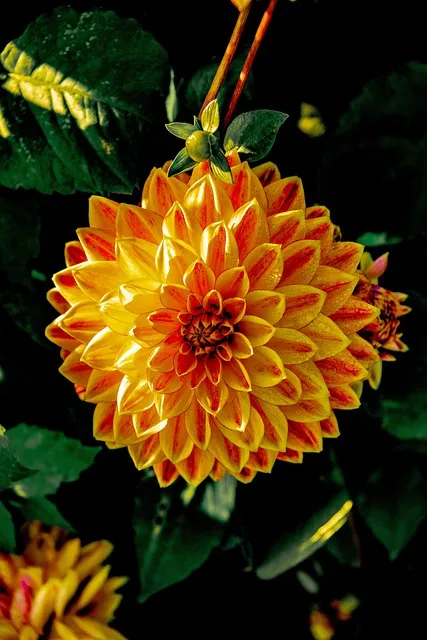 Free Dahlia Flower photo and picture