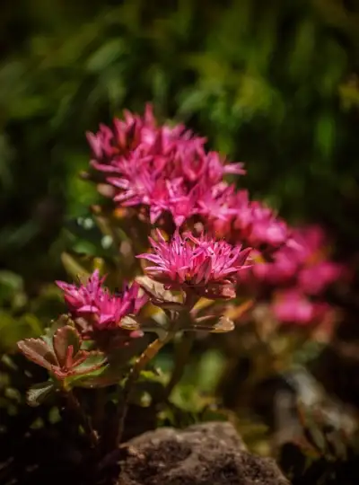 Free Flowers Bloom photo and picture