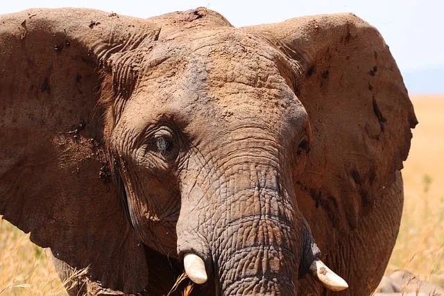 Free Africa Kenya photo and picture