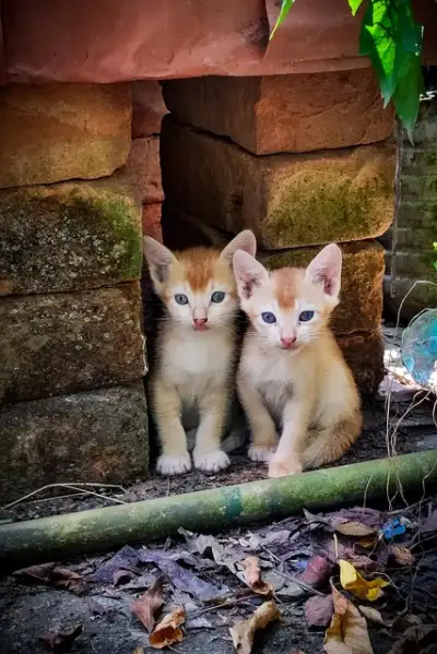 Free Cats Kittens photo and picture