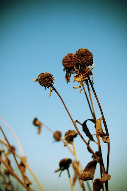 Free The Background Mobile Wallpaper photo and picture