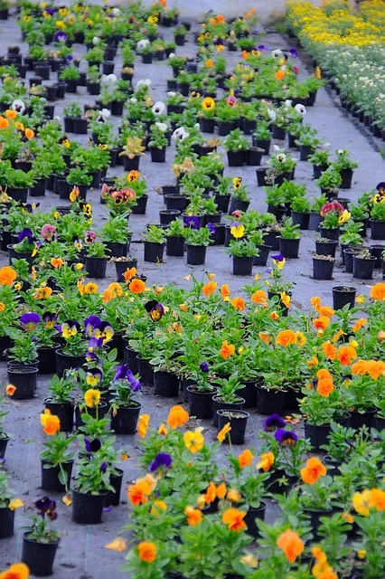 Free Plants Flowers photo and picture