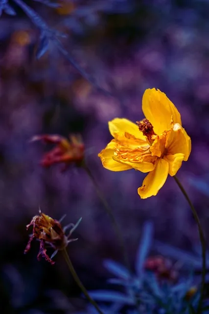 Free Bud Fantasy photo and picture