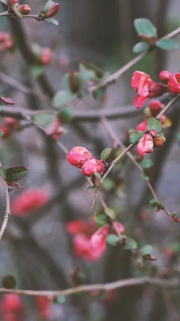 Free Flowers Pink Flowers photo and picture