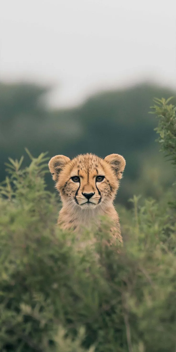 a cheetah cub looks out from behind some tall green bushes in the wild