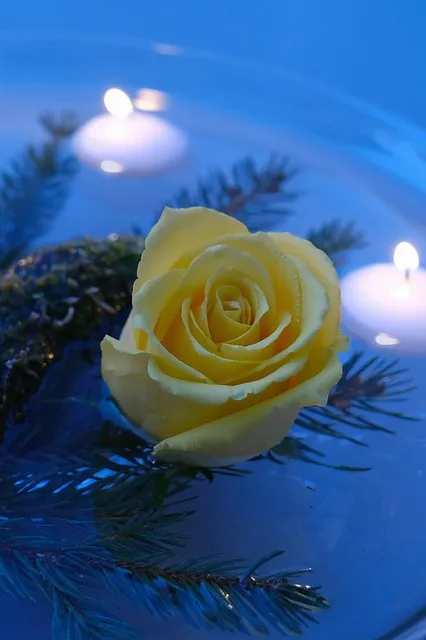 Free Winter Holiday photo and picture