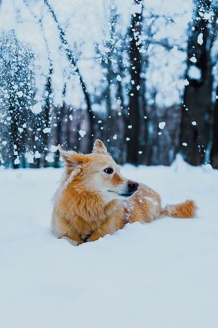 Free Dog Pet photo and picture