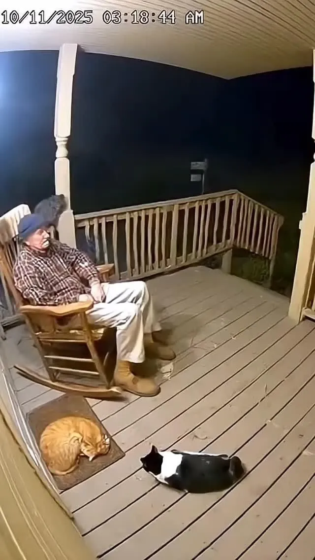 Los gatitos los alimentos que tienen tu casa lo cuidan al dueño miren este vidito qué maravilloso qué lindo los gatitos le defienden desde tremendo oso pan #cuenca #ecuador #videosgraciosos #amigas