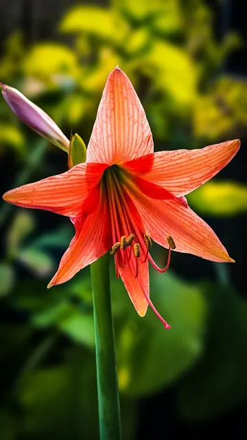Free Flower Amaryllis photo and picture