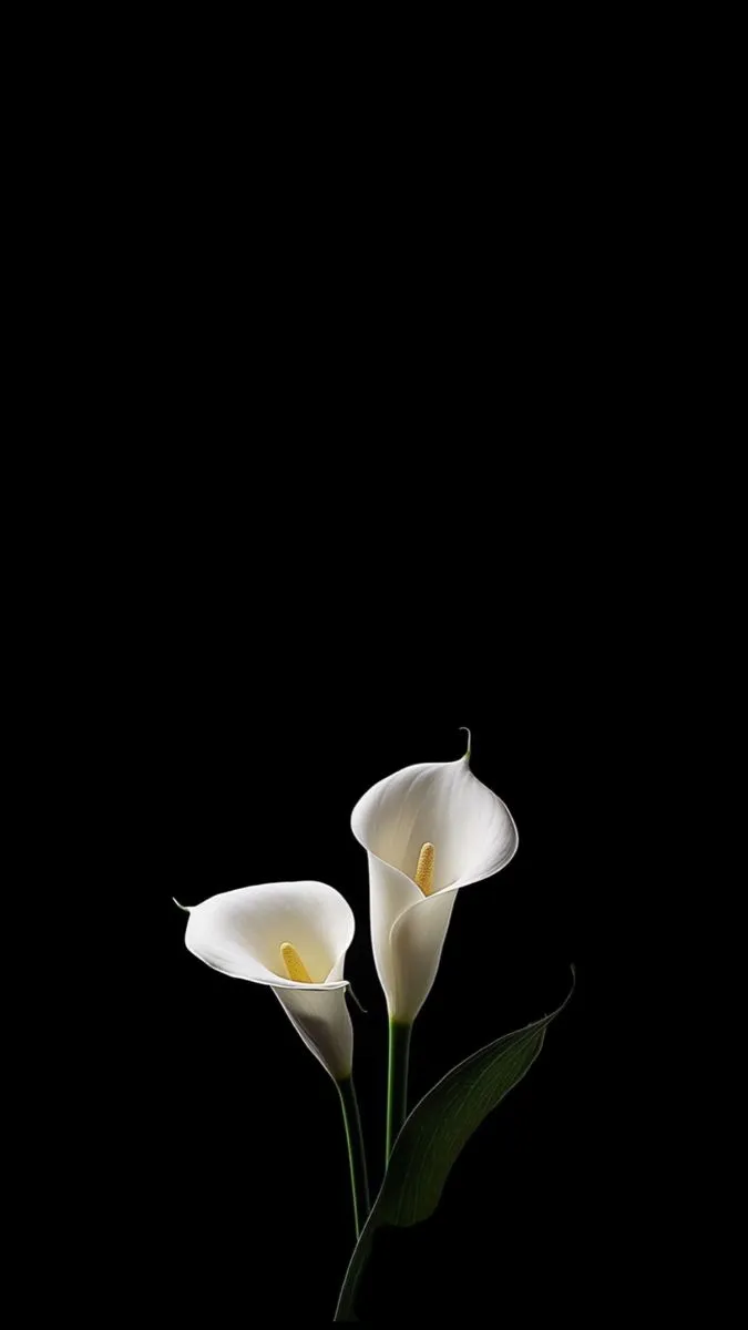 two white calla lilies in a vase on a black background with green leaves