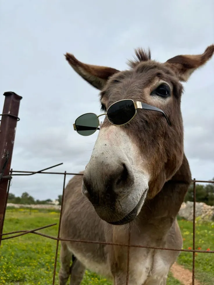 Our lovely Jack posing for the photo #donkey #donkeys #coolanimals #sunglasses #jackass #sweetanimals #furrybaby