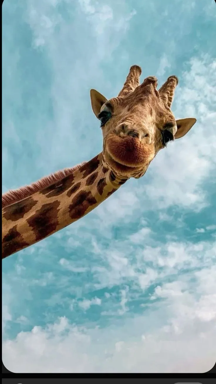 a giraffe sticking its tongue out in the sky