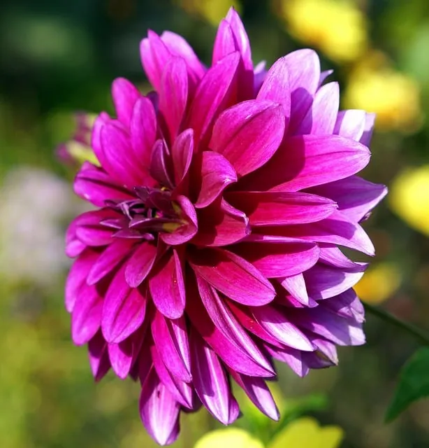 Free Dahlia Nature photo and picture